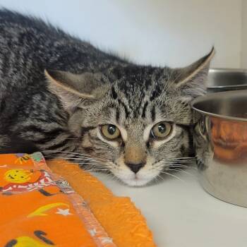 Rescue Domestic Short Hair Cats for Adoption in Troy, Illinois - Sylus | PetCurious