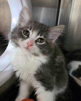 Briar -  Domestic Medium Hair Cat for Adoption in Cottonwood, Arizona - Briar | PetCurious