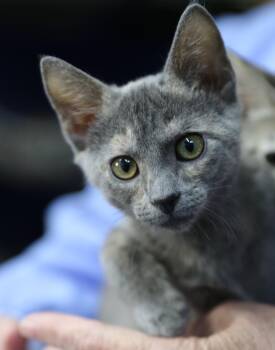 Rescue Dilute Tortoiseshell Cats for Adoption in Cut Bank, Montana - Fawn | PetCurious