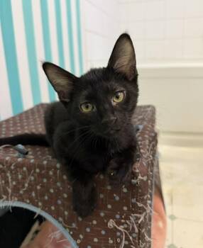 The Count -  Domestic Short Hair Cat for Adoption in Burnaby, British Columbia - The Count | PetCurious