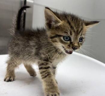Pen 4 Damon -  Domestic Short Hair Cat for Adoption in Lawrenceville, Georgia - Pen 4 Damon | PetCurious
