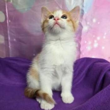 Kindle -  Domestic Short Hair Cat for Adoption in Fort Collins, Colorado - Kindle | PetCurious