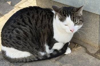 Domestic Short Hair Cats Available for Adoption - Philly | PetCurious