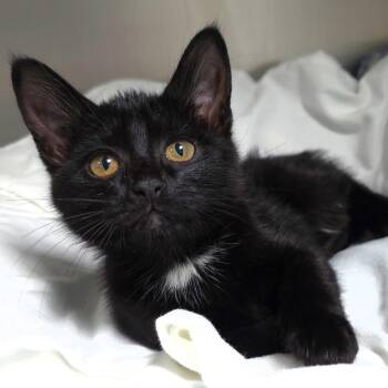 Topsy -  Domestic Medium Hair Cat for Adoption in Michigan City, Indiana - Topsy | PetCurious