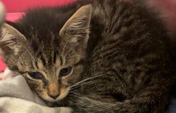 KODA -  Domestic Short Hair Cat for Adoption in Elizabethton, Tennessee - KODA | PetCurious