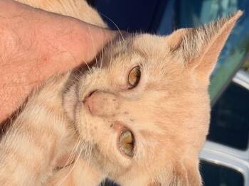 Rescue Domestic Short Hair and Tabby Cats for Adoption in Houston, Texas - Rugrat | PetCurious