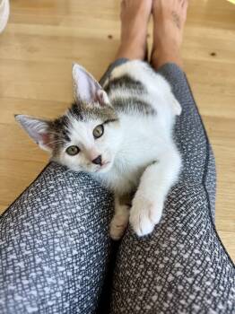 Rescue Domestic Short Hair Cats for Adoption in New Berlin, Wisconsin - Hollywood | PetCurious