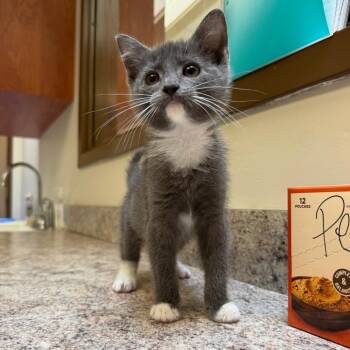 Juggernaut -  Domestic Short Hair Cat for Adoption in York, Pennsylvania - Juggernaut | PetCurious