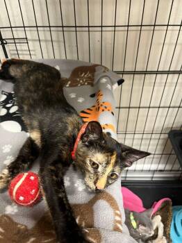 Cinnamon -  Tortoiseshell and Domestic Short Hair Cat for Adoption in Walnut Creek, California - Cinnamon | PetCurious