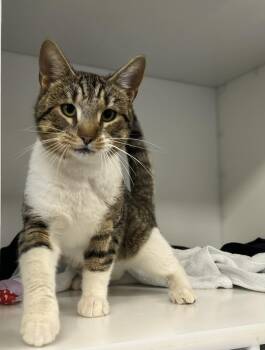 Goliath -  Domestic Short Hair Cat Available for Adoption in Delson, Quebec - Goliath | PetCurious
