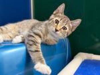 Rescue Domestic Short Hair Cats for Adoption in Powell, Ohio - Slinky | PetCurious