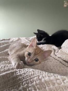 Fairview -  Domestic Short Hair Cat for Adoption in West Chester, Pennsylvania - Fairview | PetCurious