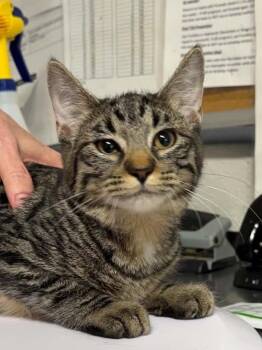 Dice -  Domestic Short Hair Cat for Adoption in Bolivar, Missouri - Dice | PetCurious