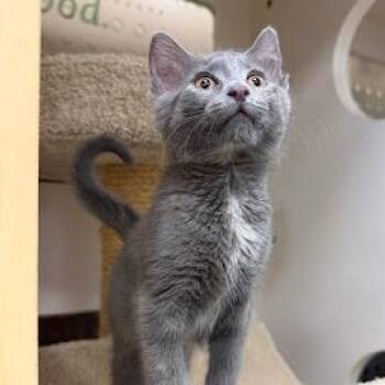 Domestic Short Hair Cats Available for Adoption in South Elgin, Illinois - Marg | PetCurious