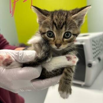 Gwennie -  Domestic Short Hair Cat for Adoption in Mooresville, North Carolina - Gwennie | PetCurious