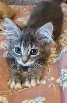 Brownie -  Tabby and Domestic Medium Hair Cat for Adoption in Campbell, California - Brownie | PetCurious