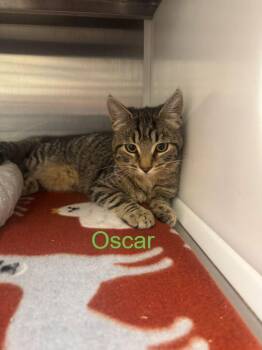 Domestic Short Hair Cats Available for Adoption in Hilton Head Island, South Carolina - Oscar | PetCurious