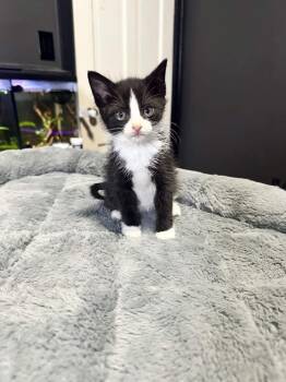 Domestic Short Hair Cats Available for Adoption in Wyoming, Michigan - Kumo | PetCurious