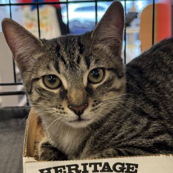 Rescue Tabby and Domestic Short Hair Cats for Adoption in Schertz, Texas - Elijah | PetCurious