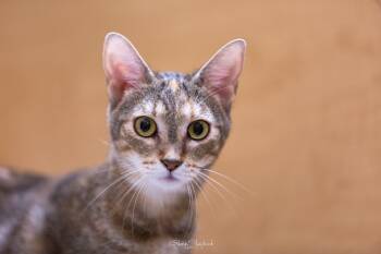 Rescue Tabby Cats for Adoption in Georgina, Ontario - Spice | PetCurious