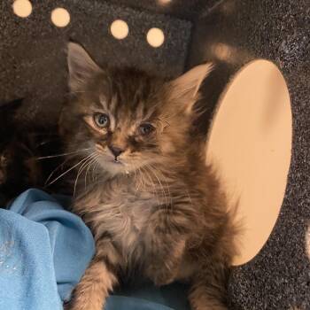 Cosmo -  Domestic Short Hair Cat for Adoption in Reno, Nevada - Cosmo | PetCurious