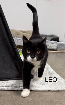 Leo -  Domestic Short Hair Cat for Adoption in Breinigsville, Pennsylvania - Leo | PetCurious