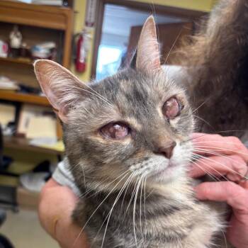 Tot -  Domestic Short Hair Cat for Adoption in Buffalo, New York - Tot | PetCurious