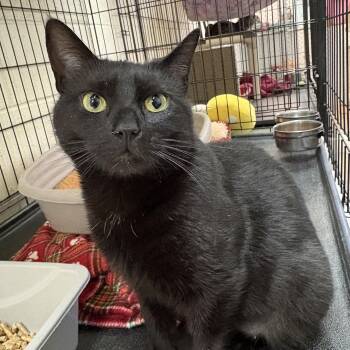 Domestic Short Hair Cats Available for Adoption - Dannie | PetCurious