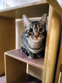 Fancy -  American Shorthair Cat for Adoption in Phoenix, Arizona - Fancy | PetCurious