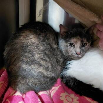 Domestic Short Hair Cats Available for Adoption - ALANI | PetCurious