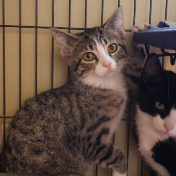 Wilma -  Domestic Short Hair Cat for Adoption in Saint Charles, Missouri - Wilma | PetCurious