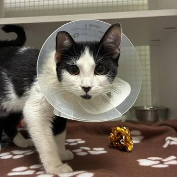 Cumin -  Domestic Short Hair Cat for Adoption in San Antonio, Texas - Cumin | PetCurious