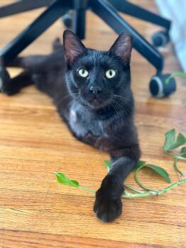 Houdini -  American Shorthair Cat for Adoption in Newark, New Jersey - Houdini | PetCurious