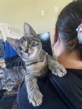 Rescue Domestic Short Hair Cats for Adoption in El Reno, Oklahoma - Emile | PetCurious