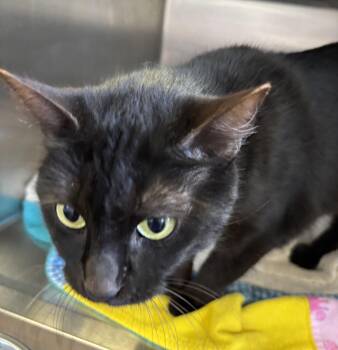 Athena -  Domestic Short Hair Cat Available for Adoption in Raymond, Washington - Athena | PetCurious