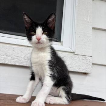 Cookie -  Domestic Short Hair Cat for Adoption in Fenton, Michigan - Cookie | PetCurious