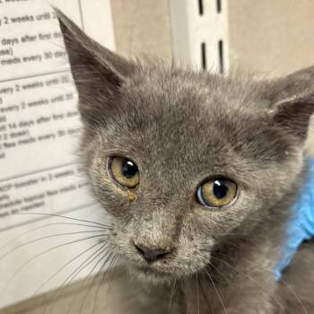 Stormy -  Domestic Short Hair Cat for Adoption in Yuma, Arizona - Stormy | PetCurious