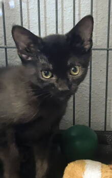 Rescue Domestic Short Hair Cats for Adoption in Apopka, Florida - Tweedledum 9.1.25 | PetCurious
