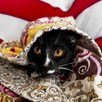 Rescue Tuxedo and Domestic Short Hair Cats for Adoption in Vallejo, California - Shea | PetCurious