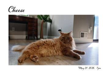 Cheese -  Maine Coon and Domestic Long Hair Cat Available for Adoption in Rockford, Michigan - Cheese | PetCurious