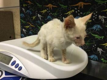 SPUNK -  Domestic Short Hair Cat for Adoption in Riverside, California - SPUNK | PetCurious