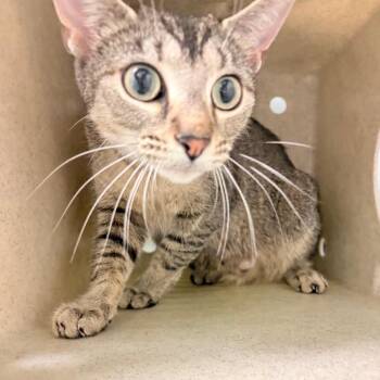 Domestic Short Hair Cats Available for Adoption in Philadelphia, Pennsylvania - Angelina Ballerina | PetCurious