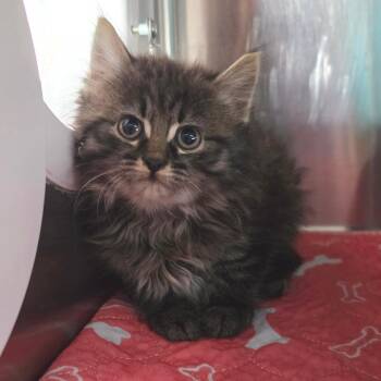 Domestic Medium Hair Cats Available for Adoption in Jefferson City, Tennessee - Harley Quinn | PetCurious