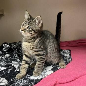 Weston -  Domestic Short Hair Cat for Adoption in Quakertown, Pennsylvania - Weston | PetCurious