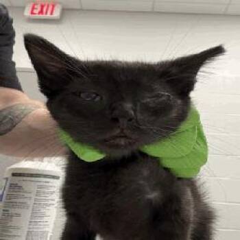 Lowrey -  Domestic Short Hair Cat for Adoption in Indianapolis, Indiana - Lowrey | PetCurious