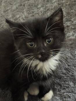 Tali Wood -  Domestic Short Hair Cat Available for Adoption in Mount Laurel Township, New Jersey - Tali Wood | PetCurious