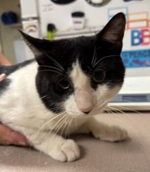 Rescue Domestic Short Hair Cats for Adoption in Salisbury, Maryland - Ikoma | PetCurious