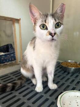 Angelica -  Domestic Short Hair Cat for Adoption in Yardley, Pennsylvania - Angelica | PetCurious