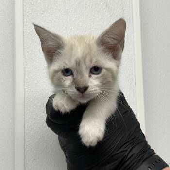 Slurpee -  Domestic Short Hair and Siamese Cat for Adoption in Abilene, Texas - Slurpee | PetCurious