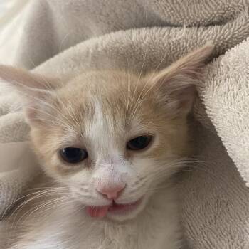 Rye -  Domestic Short Hair Cat for Adoption in Goleta, California - Rye | PetCurious